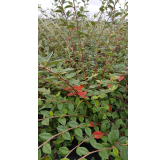 Cotoneaster franchetii