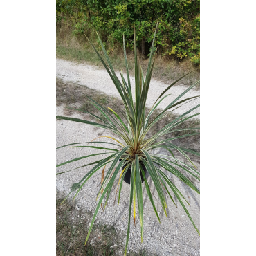 Cordyline australis 'Torbay Dazzler'