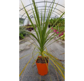 Cordyline australis