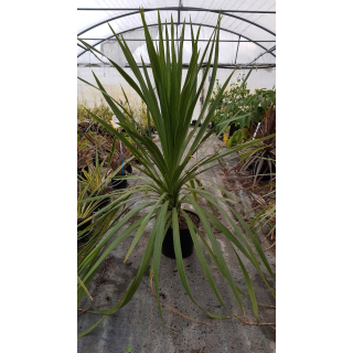 Cordyline australis