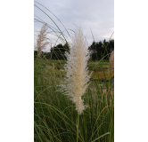 Cortaderia selloana 'Argentea'