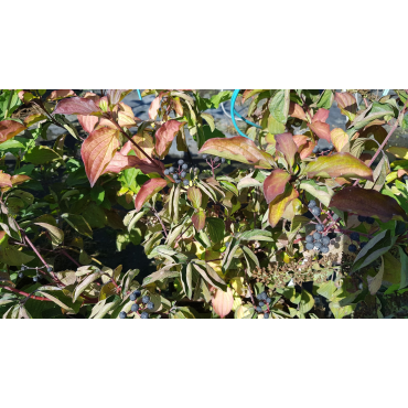 Cornus sanguinea