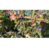 Cornus sanguinea