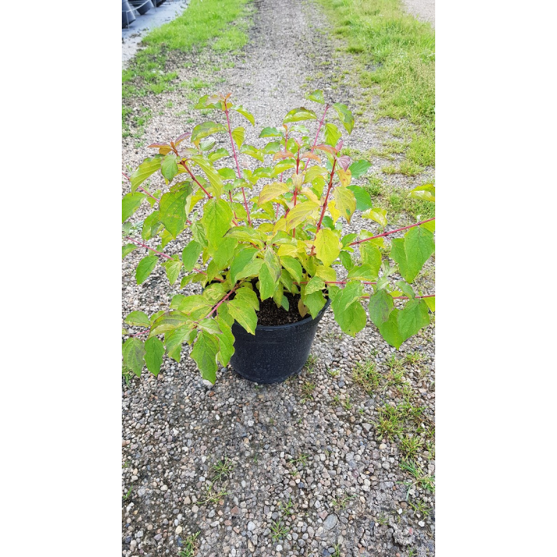 Cornus sanguinea 'Anny's Winter Orange'