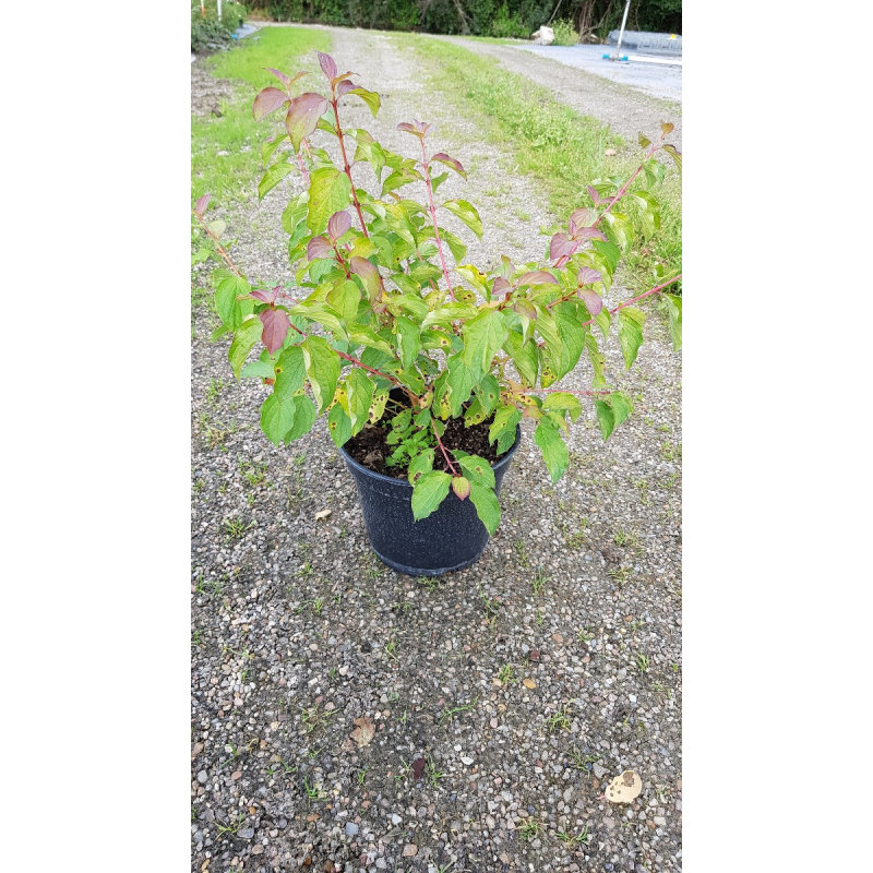 Cornus sanguinea 'Midwinter Fire'