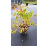 Cornus sanguinea 'Midwinter Fire'