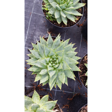 Aloe polyphylla