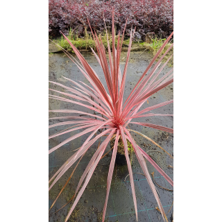 Cordyline australis 'Charly boy'