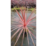 Cordyline australis 'Charly boy'