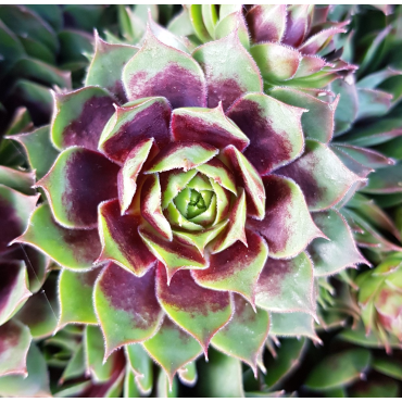 Sempervivum chick charms Â® cranberry cocktail