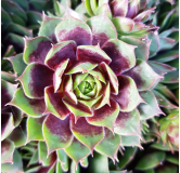 Sempervivum chick charms Â® cranberry cocktail