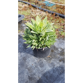 Aloe polyphylla 'Cristata'