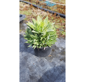 Aloe polyphylla 'Cristata'