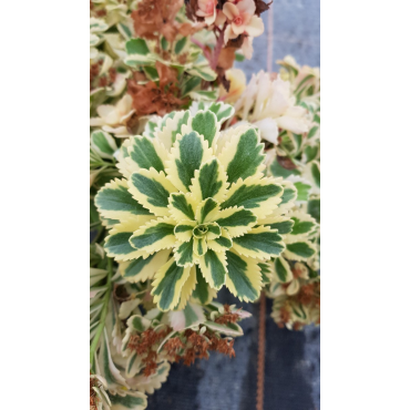 Sedum takesimense 'Atlantis'Â®