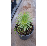 Agave stricta