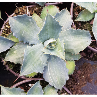 Agave potatorum 'Cameron'