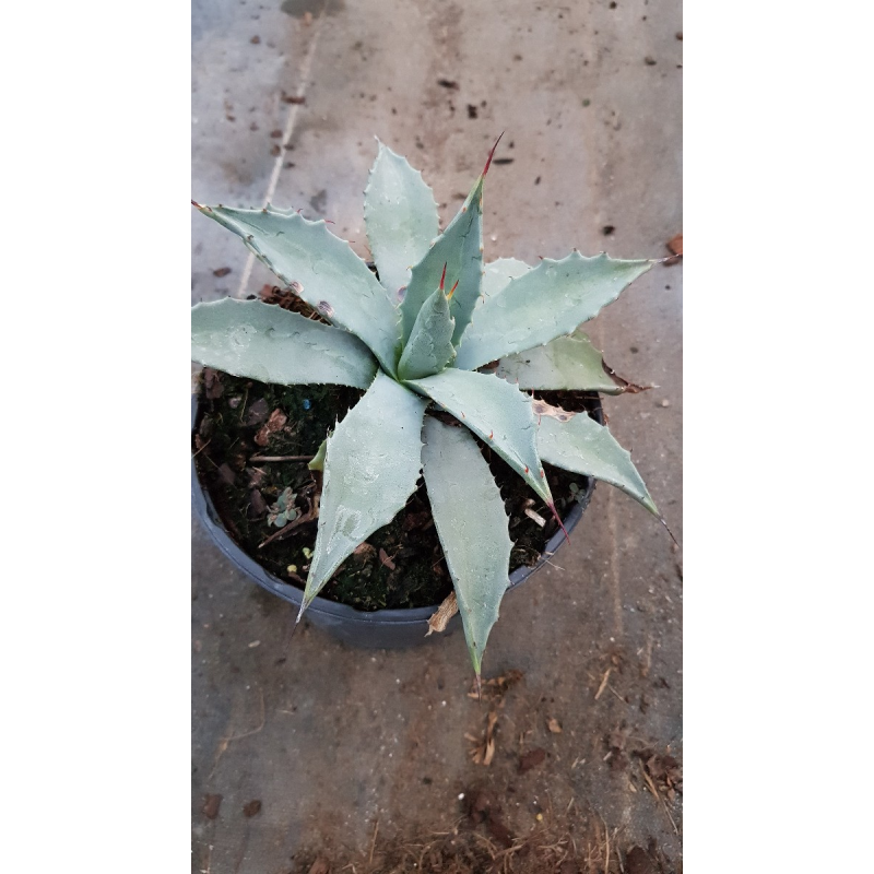 Agave parryi subsp. parryi 'Giant'