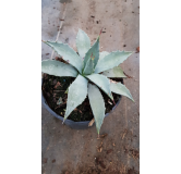 Agave parryi subsp. parryi 'Giant'