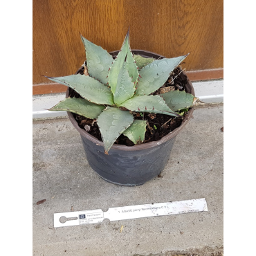 Agave parryi Var.Neomexicana