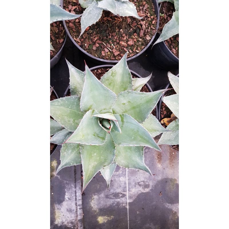 Agave ovatifolia