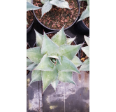 Agave ovatifolia