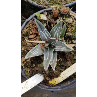 Agave nickelsiae