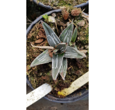 Agave nickelsiae