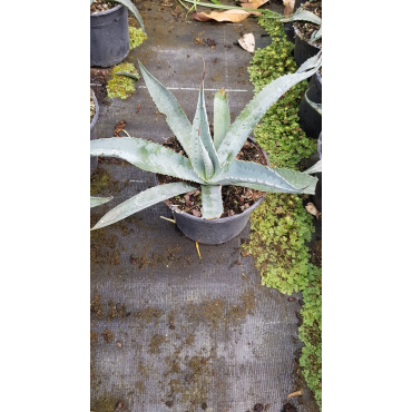 Agave gentryi 'La escondida'