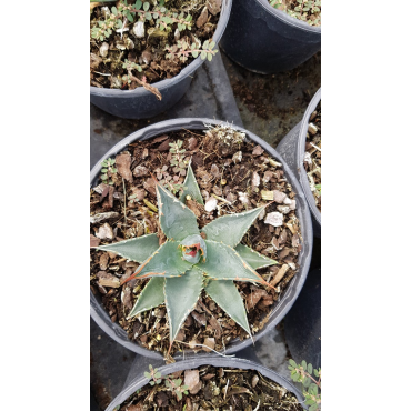 Agave utahensis Var.Kaibabensis