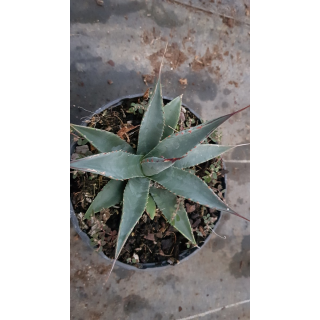 Agave utahensis Var.Nevadensis