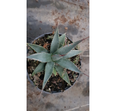 Agave utahensis Var.Nevadensis