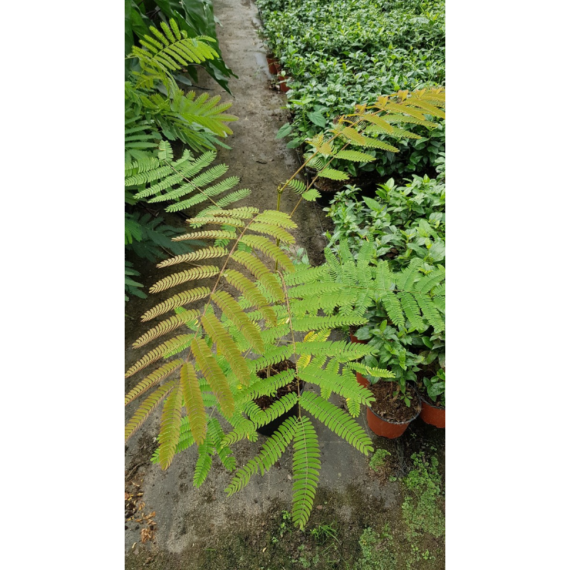 Albizia julibrissin Var. Controis-en-Sologne