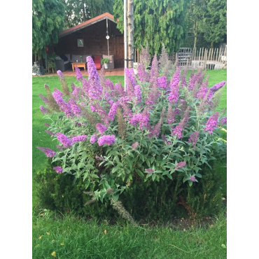 Buddleja davidii FLUTTERBYâ„¢PINK