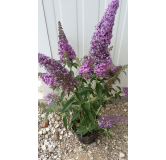 Buddleja davidii FLUTTERBYâ„¢PINK