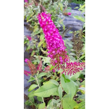 Buddleja davidii FLUTTERBYâ„¢RED