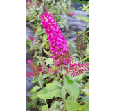 Buddleja davidii FLUTTERBYâ„¢RED