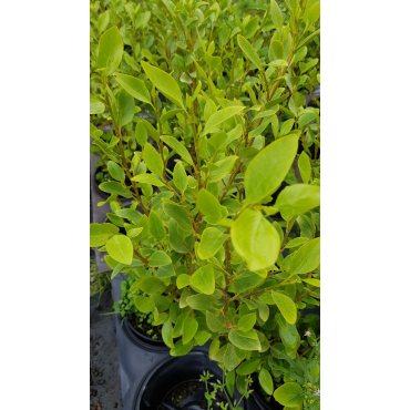 Griselinia littoralis