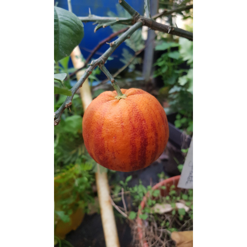 Citrus meyeri x sinensis 'Doppio Sanguinolo'