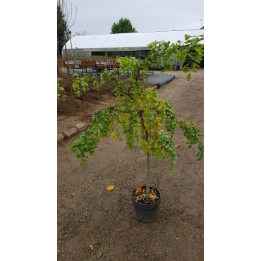 Robinia pseudoacacia Twisty BabyÂ® 'Lace Lady'