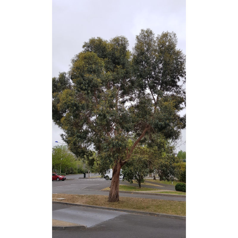 Eucalyptus gunnii