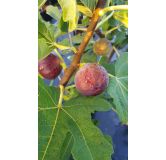 Ficus carica 'Ronde de Bordeaux' / Figuier 'Ronde de Bordeaux'