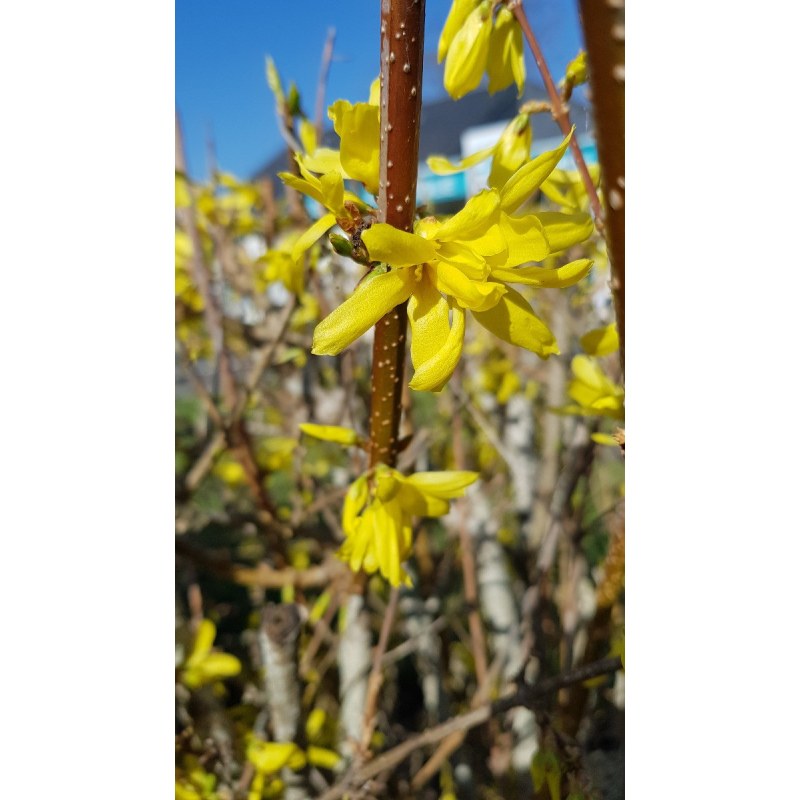 Forsythia x intermedia Week-endÂ® 'Courtalyn' / Mimosa de Paris