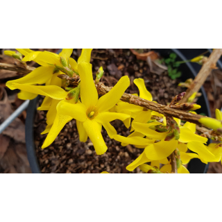 Forsythia x intermedia MarÃ©e d'OrÂ® 'Courtasol' / Mimosa de Paris couvre-sol