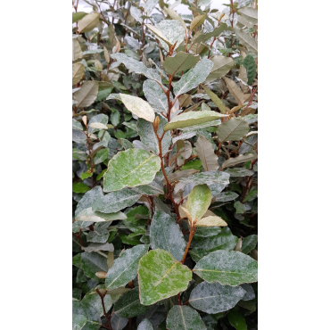 Elaeagnus x ebbingei 'Compacta' / Chalef vert compact