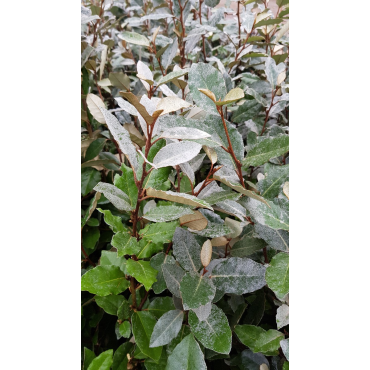 Elaeagnus x ebbingei 'Compacta' / Chalef vert compact