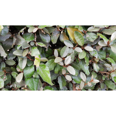 Elaeagnus x ebbingei / Chalef vert