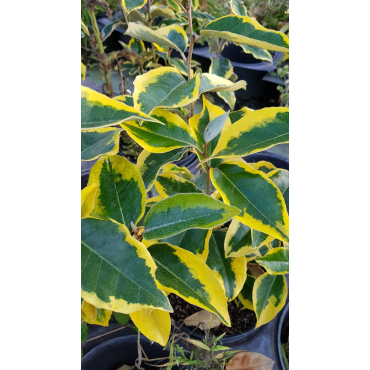 Elaeagnus x ebbingei 'Gilt Edge' / Chalef panachÃ©