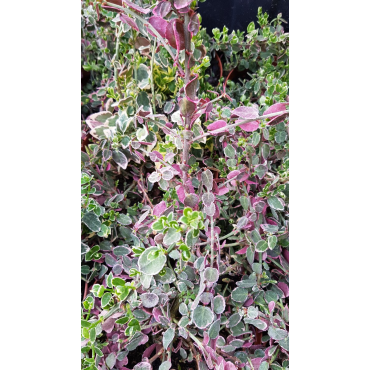 Euonymus fortunei 'Emerald Gaiety' / Fusain de Fortune 'Emerald Gaiety'