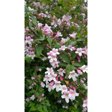 Kolwitzia amabilis 'Pink Cloud' / Buisson de BeautÃ© rose