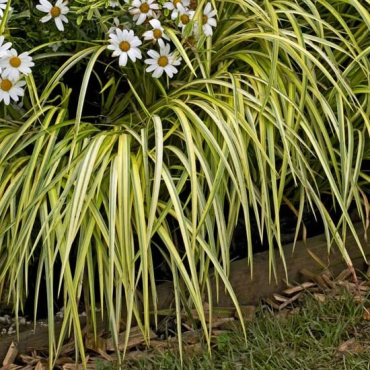 Carex oshimensis Evergold - hauteur totale 30-40 cm - pot 2 ltr